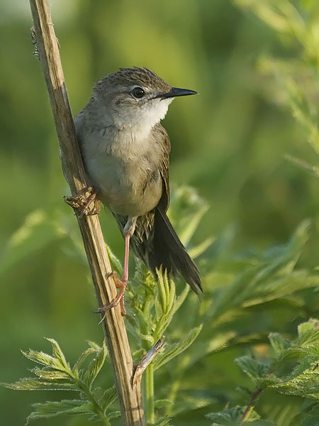 Pensassirkkalintu, Common Grasshopper Warbler, Locustella naevia
